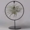 Tillandsia 'Silver Ball' In Rundem Metallgestell, 17cm Ø -Madison Verkäufe 1530150013 Tillandsia Ring Silver Ball rund 1 115573
