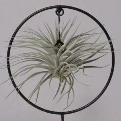 Tillandsia 'Silver Ball' In Rundem Metallgestell, 17cm Ø -Madison Verkäufe 1530150013 Tillandsia Ring Silver Ball rund 2 115574