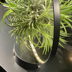 Tillandsie In Rundem Metallgestell, Schwarz, Mit LED-Beleuchtung, 17cm Ø -Madison Verkäufe 1530150099 Tillandsie im Metallring beleuchtet 4 116945