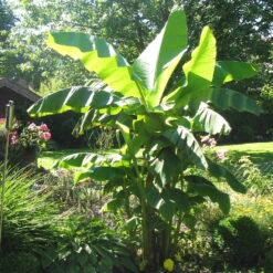 Bananenpflanze, Topf-Ø 17 Cm, Höhe Ca. 60 Cm, 2er-Set -Madison Verkäufe 1610200313 Blu Bio Banane T12 2er Set Musa basjoo winterhart WS 1 109598