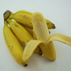 Bananenpflanze, Topf-Ø 17 Cm, Höhe Ca. 60 Cm, 2er-Set -Madison Verkäufe 1610200313 Blu Bio Banane T12 2er Set Musa basjoo winterhart WS 3 109596