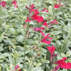 Bio Pfirsichsalbei, Topf-Ø 12 Cm, 3er-Set -Madison Verkäufe 1610200316 Blu Bio Pfirsichsalbei T12 3er Set Salvia greggii variegata 2 109601