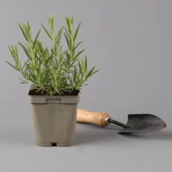 Grillkräuter Salbei, Rosmarin & Thymian, Topf 11x11 Cm, Inkl. Greenbar® -Madison Verkäufe 1610300382 rosmarin Greenbar Grillkraeuter Kasten Anthrazit und 3Kraeuter t 122891