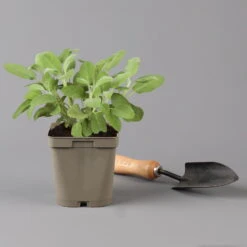 Grillkräuter Salbei, Rosmarin & Thymian, Topf 11x11 Cm, Inkl. Greenbar® -Madison Verkäufe 1610300382 salbei Greenbar Grillkraeuter Kasten Anthrazit und 3Kraeuter t 122890