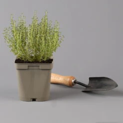 Grillkräuter Salbei, Rosmarin & Thymian, Topf 11x11 Cm, Inkl. Greenbar® -Madison Verkäufe 1610300382 thymian Greenbar Grillkraeuter Kasten Anthrazit und 3Kraeuter t 122889