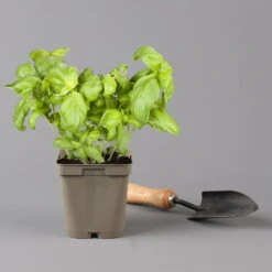 Küchenkräuter Basilikum, Oregano & Petersilie, Topf 11x11 Cm, Inkl. Greenbar® 16 Küchenkräuter Basilikum, Oregano & Petersilie, Topf 11x11 Cm, Inkl. Greenbar® -Madison Verkäufe 1610300383 basilikum Greenbar Kuechenkraeuter Kasten Anthrazit und 3Kraeuter 122886