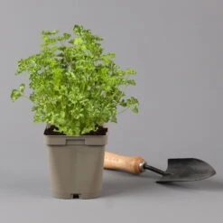 Küchenkräuter Basilikum, Oregano & Petersilie, Topf 11x11 Cm, Inkl. Greenbar® 14 Küchenkräuter Basilikum, Oregano & Petersilie, Topf 11x11 Cm, Inkl. Greenbar® -Madison Verkäufe 1610300383 petersilie Greenbar Kuechenkraeuter Kasten Anthrazit und 3Kraeuter 122884