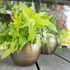 Pflanzgefäß 'Rowen', Gold, Ø 22 X H 17 Cm -Madison Verkäufe 3210801609 Pflanzgefaess Rowen gold D 22 x H 17 cm 2 114968