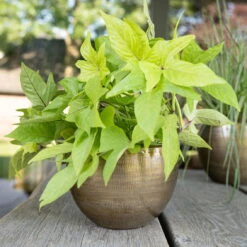 Pflanzgefäß 'Rowen', Gold, Ø 22 X H 17 Cm -Madison Verkäufe 3210801609 Pflanzgefaess Rowen gold D 22 x H 17 cm 3 114967