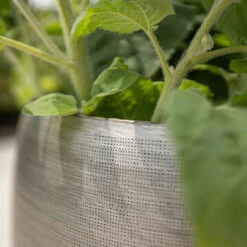 Pflanzgefäß 'Rowen', Silber, Ø 31 X H 28 Cm 10 Pflanzgefäß 'Rowen', Silber, Ø 31 X H 28 Cm -Madison Verkäufe 3210801625 3210801626 3210801627 3210801628 Pflanzgefaess Rowen silber 9 115005