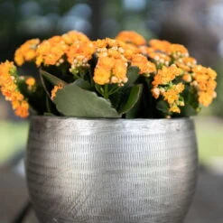 Pflanzgefäß 'Rowen', Silber, Ø 31 X H 28 Cm 12 Pflanzgefäß 'Rowen', Silber, Ø 31 X H 28 Cm -Madison Verkäufe 3210801625 Pflanzgefaess Rowen silber D 31 x H 28 cm 4 115008