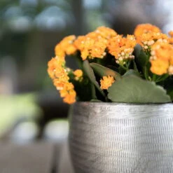 Pflanzgefäß 'Rowen', Silber, Ø 31 X H 28 Cm 13 Pflanzgefäß 'Rowen', Silber, Ø 31 X H 28 Cm -Madison Verkäufe 3210801625 Pflanzgefaess Rowen silber D 31 x H 28 cm 5 115009