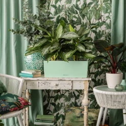 LECHUZA Balkonkasten 'Balconera Color 50', Pastellgrün, 50 X 19 X 19 Cm 5 LECHUZA Balkonkasten 'Balconera Color 50', Pastellgrün, 50 X 19 X 19 Cm -Madison Verkäufe 3230101153 Balconera Color 50 All in One Set pastellgruen 2 109185