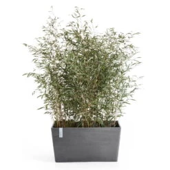 Pflanzkasten 'Paris', Grau 5 Pflanzkasten 'Paris', Grau -Madison Verkäufe 3230101238 pflanzkasten paris 2 117484