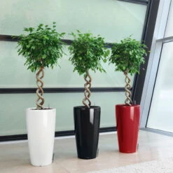 LECHUZA Rondo Premium, All-in-One-Set, Weiß Hochglanz, Ø 33 Cm, H:56 Cm -Madison Verkäufe 3325100103 Rondo Premium40 weiss All in OneSet D40xH75cm RGB 7757