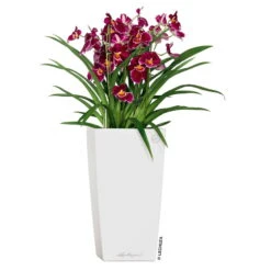 LECHUZA Cubico Premium, All-in-One-Set, Weiß Hochglanz, 22x22, H:41 Cm -Madison Verkäufe 3325100114 CubicoPremium22 weiss All in One Set 22x22x41cm RGB 2 7572 1