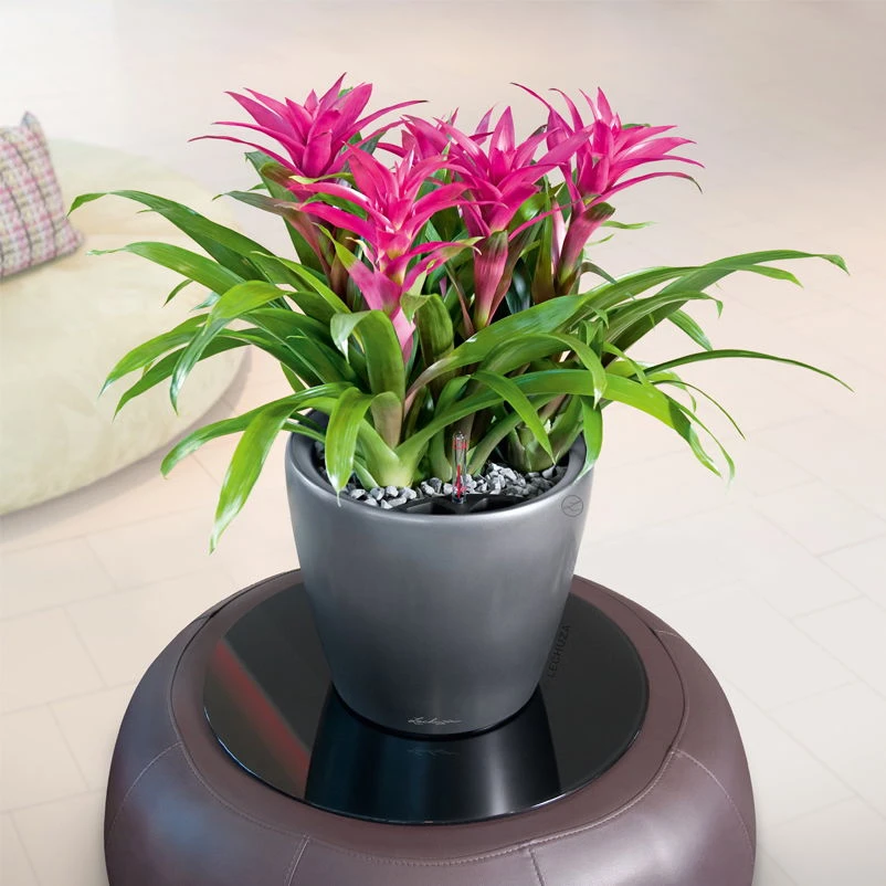 LECHUZA Classico Premium LS, All-in-One-Set, Anthrazit-metallic, Ø 28 Cm H:26 Cm 3 LECHUZA Classico Premium LS, All-in-One-Set, Anthrazit-metallic, Ø 28 Cm H:26 Cm