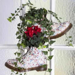 Alpenveilchen 'Outland', Rot/weiß, Topf-Ø 10,5 Cm, 6er-Set -Madison Verkäufe Cyclamen persicum rot 4 69027