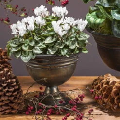 Alpenveilchen 'Outland', Rot/weiß, Topf-Ø 10,5 Cm, 6er-Set -Madison Verkäufe Cyclamen persicum weiss 69016