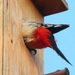 Nistkasten Für Buntspecht Aus Kiefernholz, Ca. 19x23,5x54,5 Cm -Madison Verkäufe buntspecht nistkasten zoom 117828