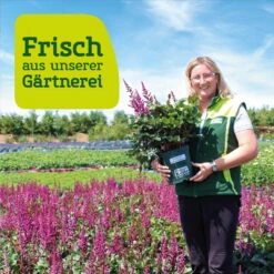 Storchschnabel 'Rozanne'® Violett, Topf-Ø 12 Cm, 3er-Set -Madison Verkäufe frau setz eigenproduktion 22