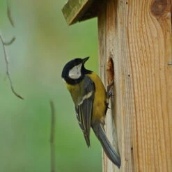Nistkasten Zum Beobachten Aus Kiefernholz -Madison Verkäufe nistkasten blaumeisen beobachtung zoom 117820