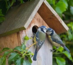 Nistkasten Für Blaumeisen -Madison Verkäufe nistkasten blaumeisen zoom 117813