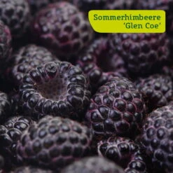 Himbeer-Set 'Dunkle Früchtchen', 4er-Set, Topf Je 2 Liter -Madison Verkäufe sommerhimbeere glen coe 78199